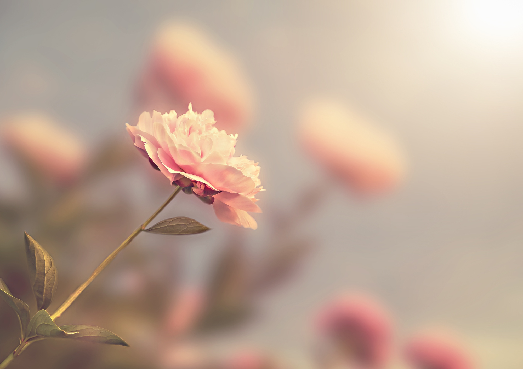 Pluie de Roses - Dimanche 5 octobre 2025 à la cathédrale Saint Jean Baptiste à 15h