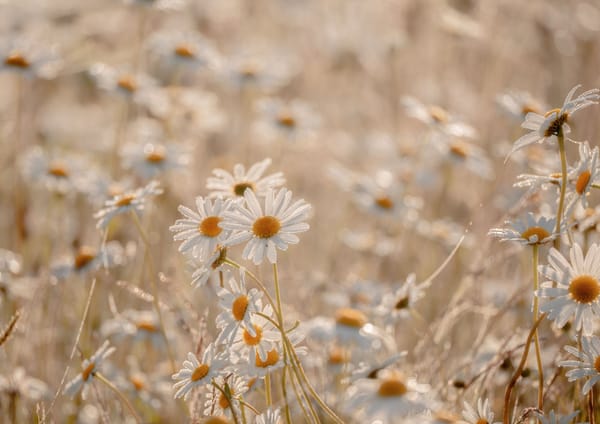 Troisième vendredi de Carême : journée de prière pour les personnes victimes de violences et d'abus